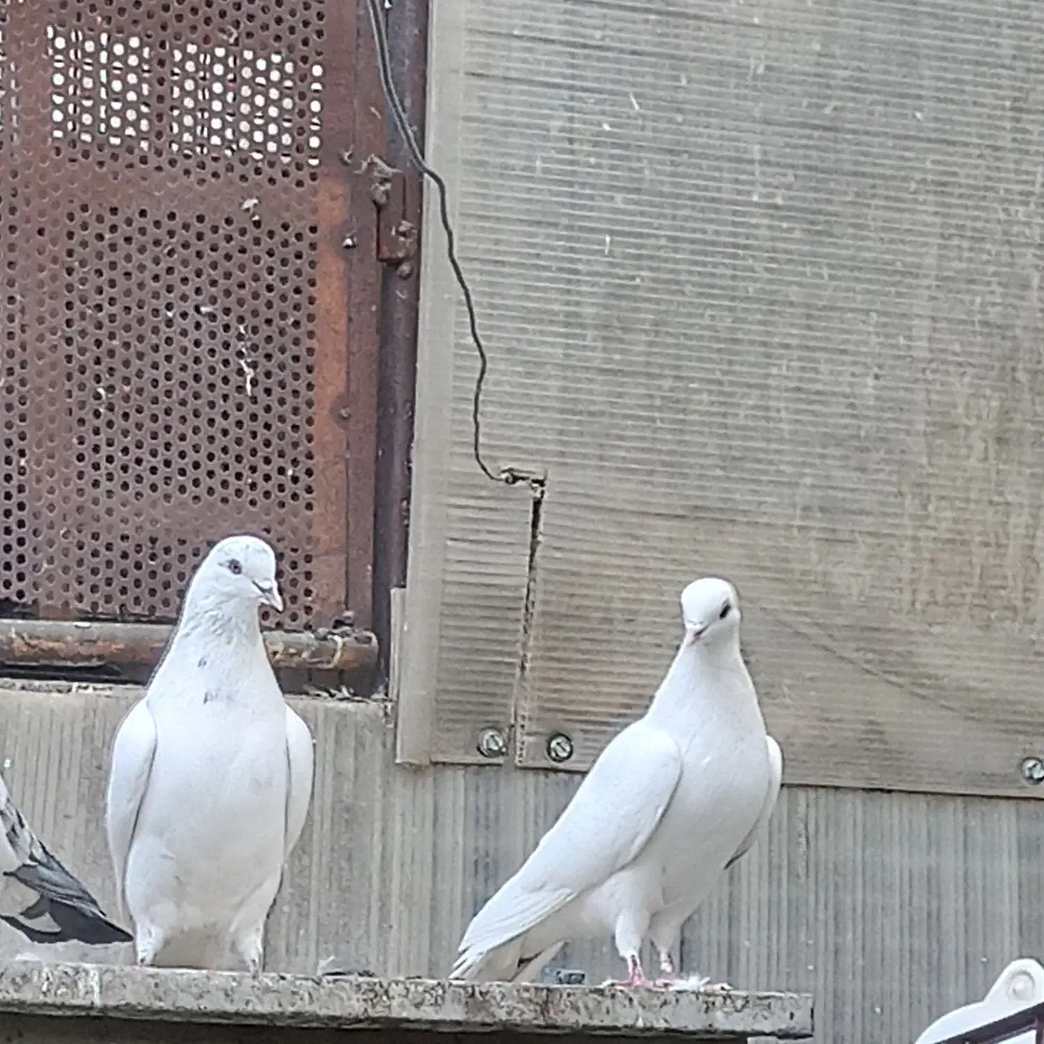 یجفت نروماده|پرنده|اصفهان, شاهد|دیوار