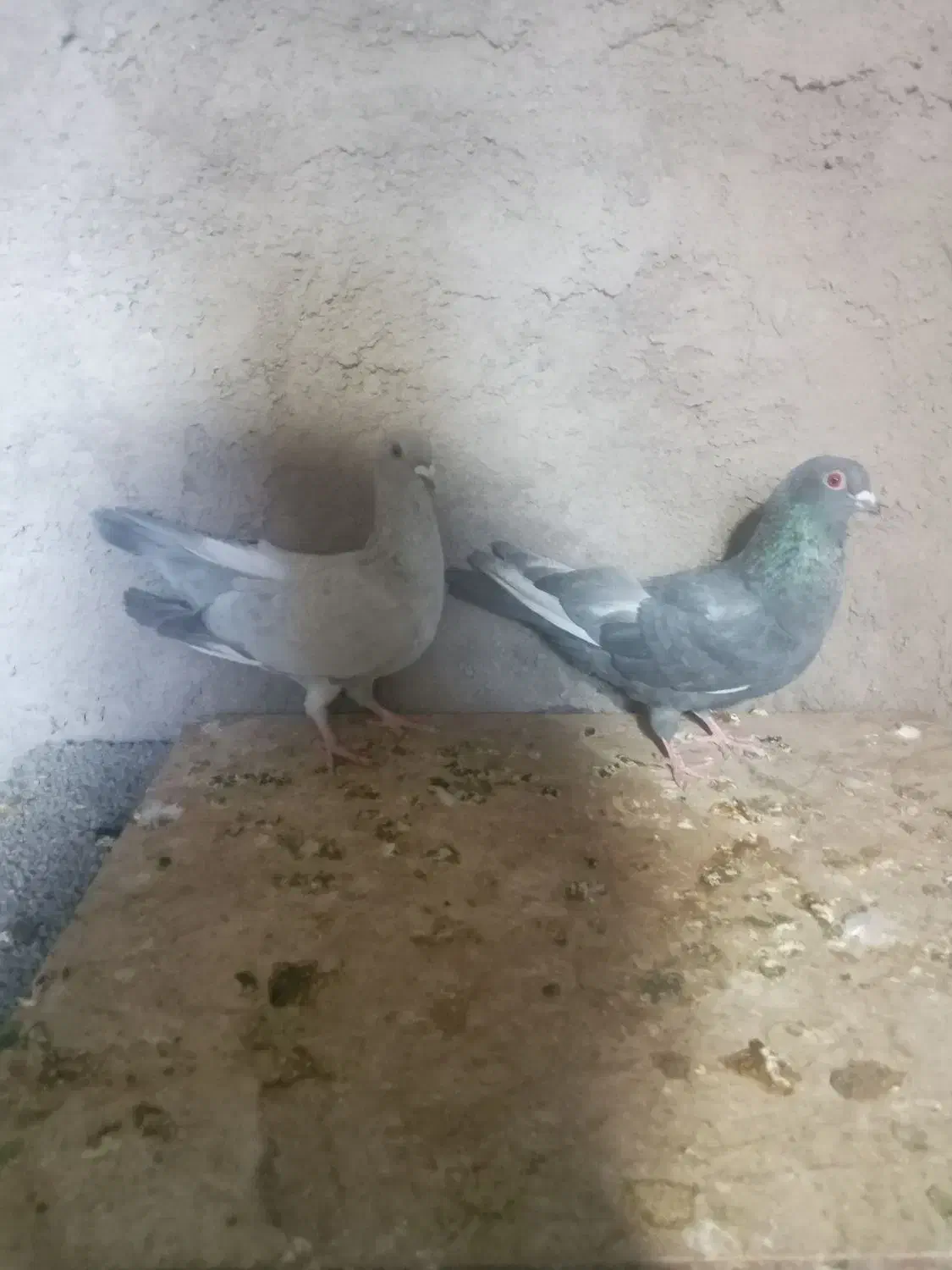 دوعدد کفتر مصری|پرنده|بم, |دیوار