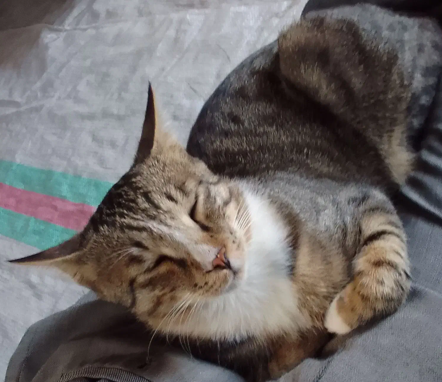 گمشده|حیوانات|آق قلا, |دیوار