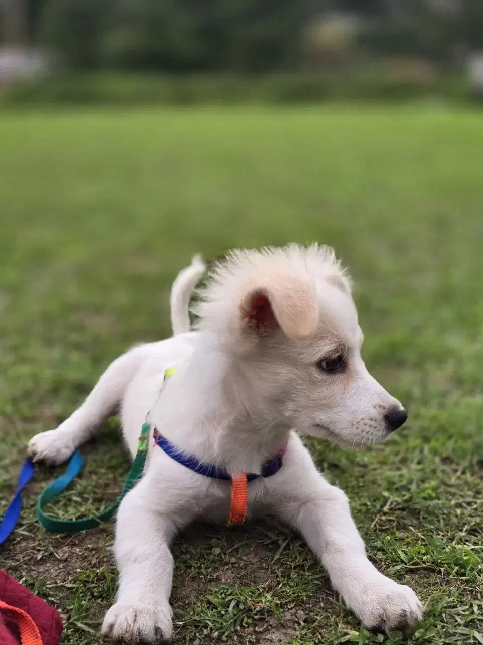 واگذاری  سگ اشپیتز|سگ|تهران, شهرک دریا|دیوار