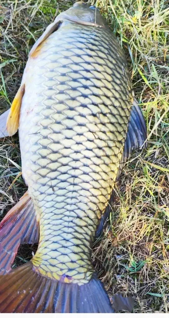 کپور سپیدرود صید روز لاهیجان|خوردنی و آشامیدنی|لاهیجان, طالقانی|دیوار