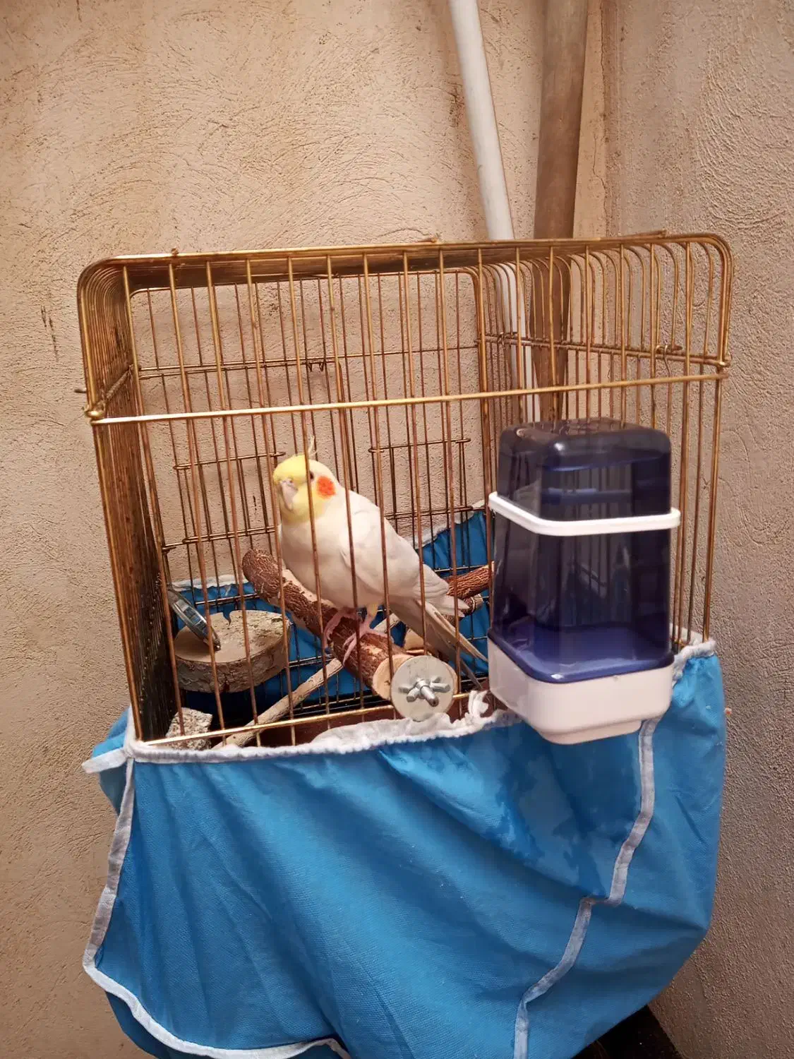 عروس هلندی|پرنده|همدان, |دیوار