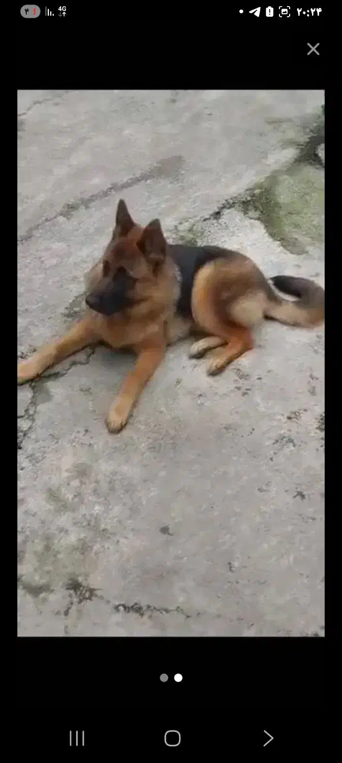 سگ نژاد داچ شیپرد|سگ|فردیس, سرحد آباد|دیوار