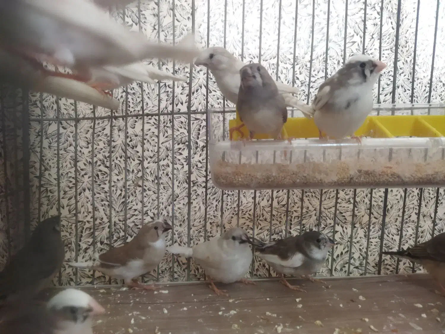 فنچ|پرنده|فولادشهر, A4|دیوار