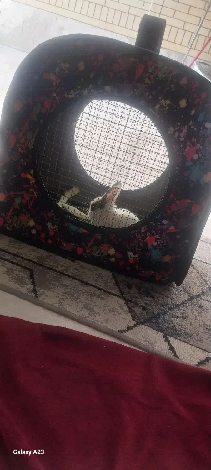 خرگوش همراه با ساک حمل|موش و خرگوش|شیراز, پانصد دستگاه ارتش|دیوار