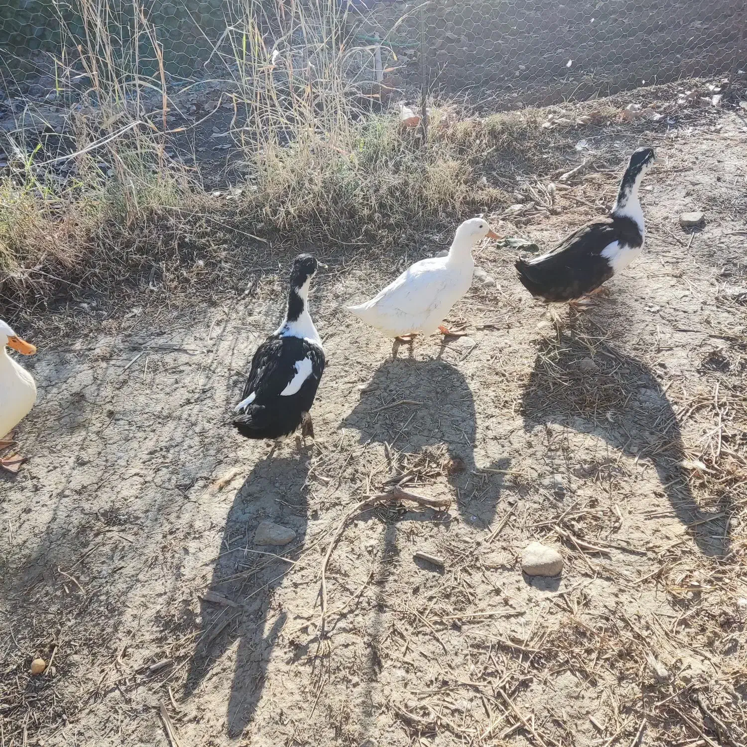 مرغابی|حیوانات مزرعه|یاسوج, |دیوار