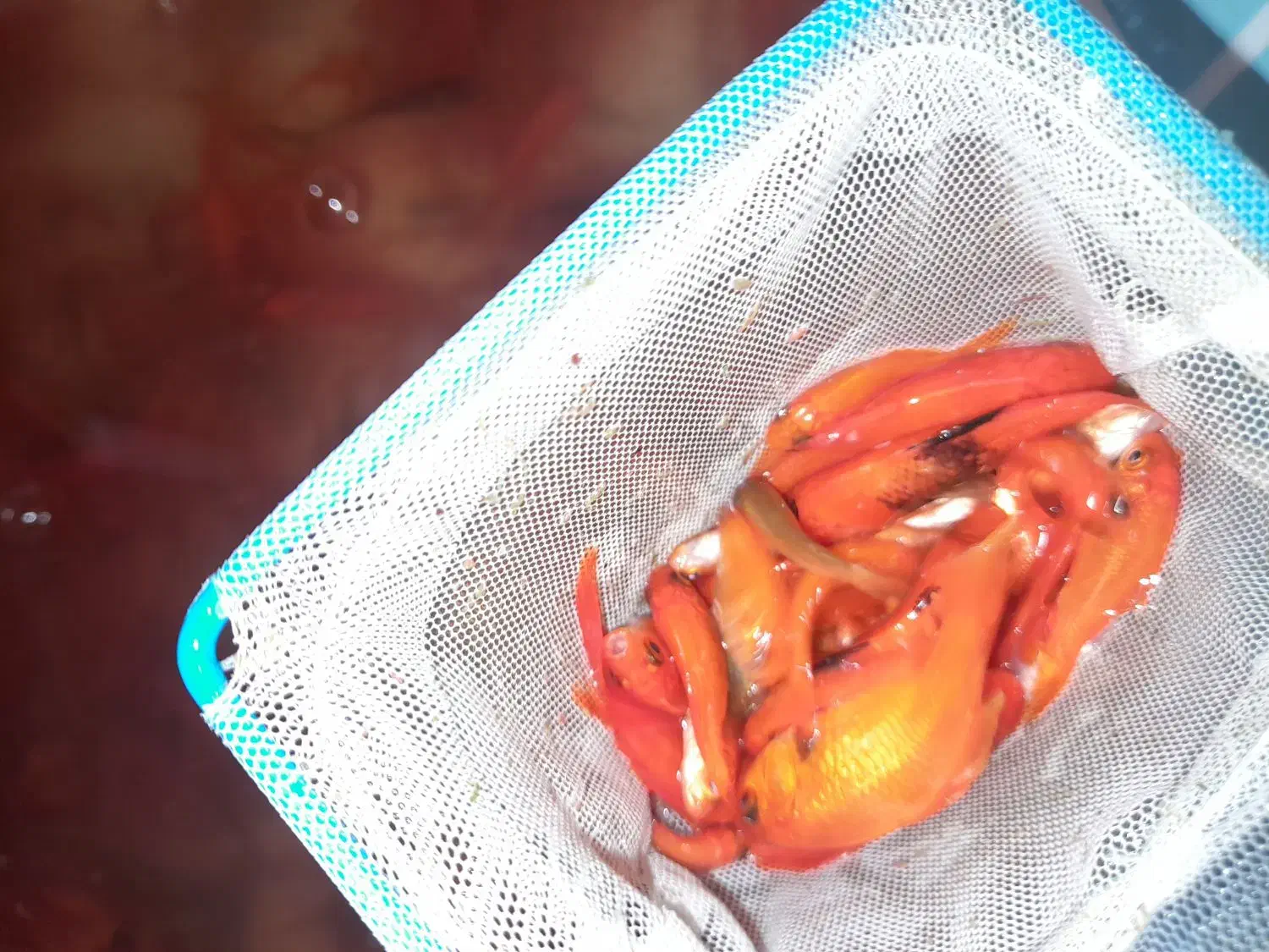 ماهی قرمز|ماهی|بجنورد, |دیوار