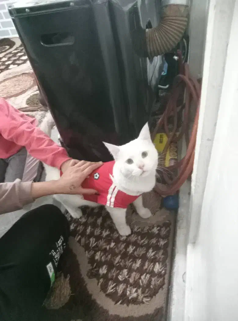 گربه پرشین کم یاب|گربه|شهریار, شهرک امیریه|دیوار