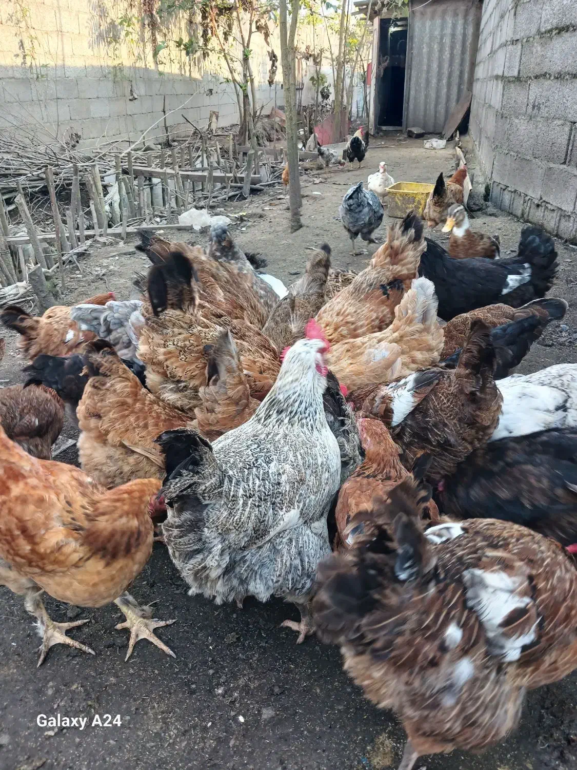 مرغ محلی|حیوانات مزرعه|رشت, حومه رشت|دیوار