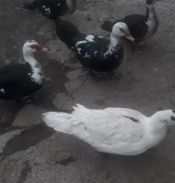 اردک اسرائیلی|حیوانات مزرعه|رشت, جانبازان|دیوار