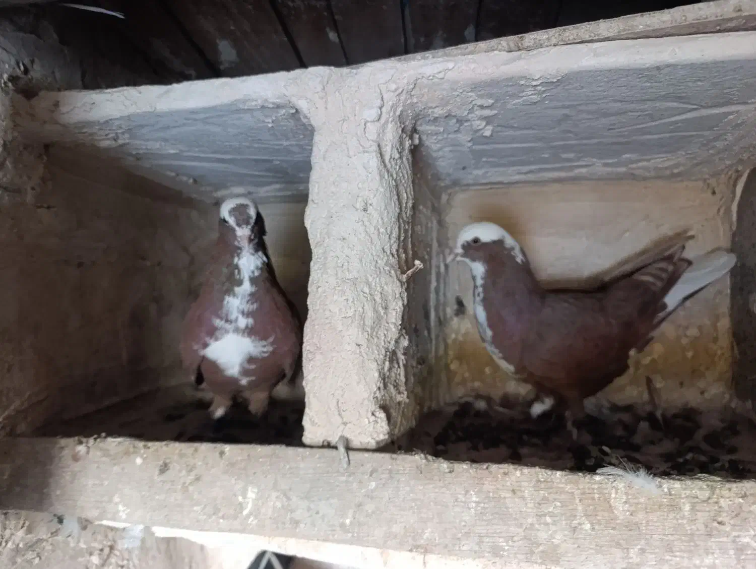 کبوتر|پرنده|مراغه, |دیوار