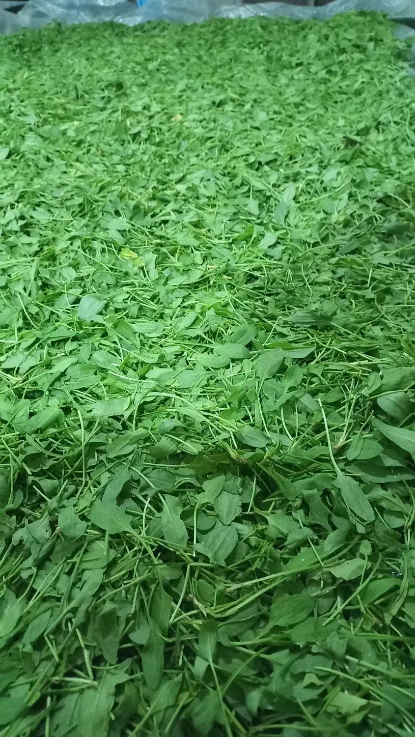 ترشواش ییلاقی،بذر خارجی|خوردنی و آشامیدنی|رشت, آب و برق|دیوار