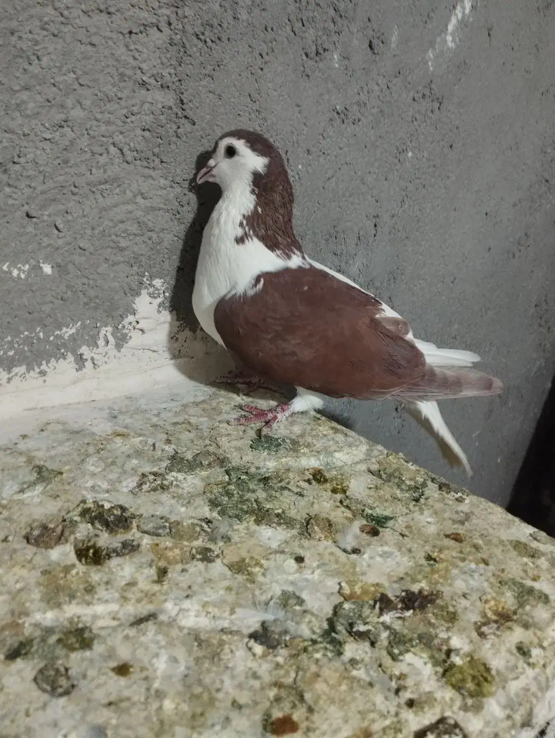 ماده چپ سرخ پاک تمیز فروشی|پرنده|تربتحیدریه, حاجی یار|دیوار