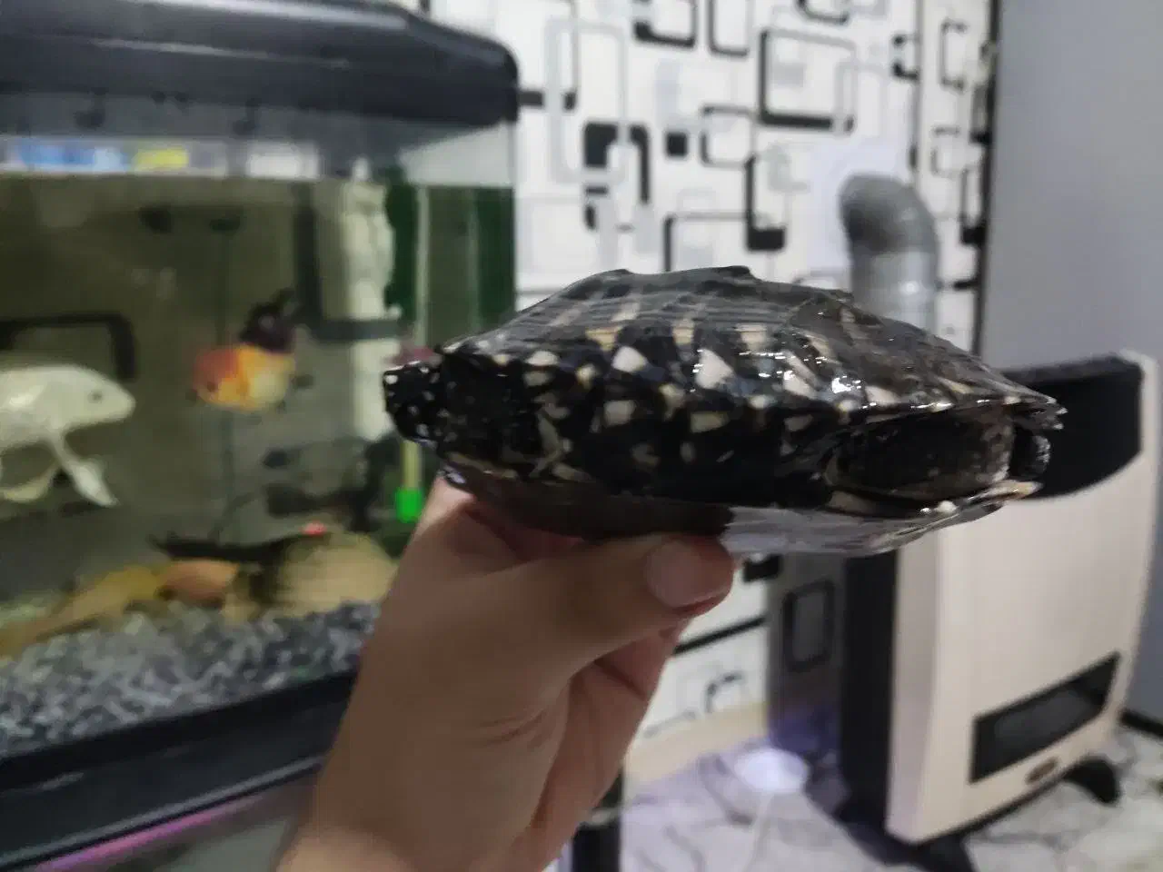 ماهی|ماهی|اراک, |دیوار