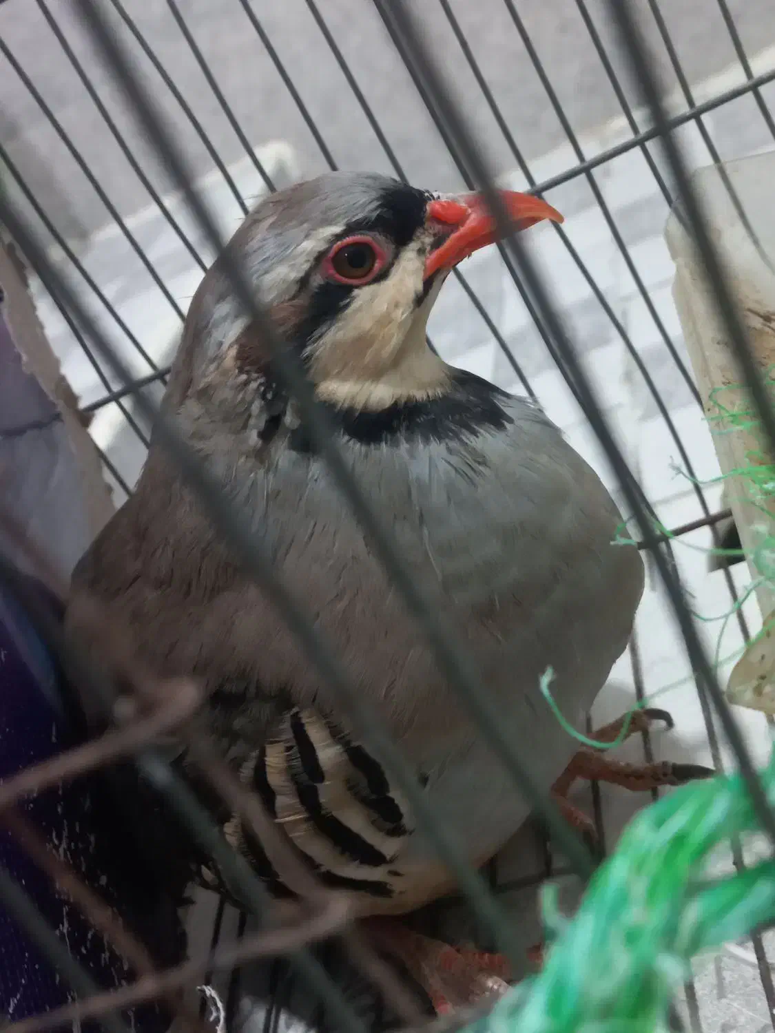 بلدرچین بالغ|پرنده|توکهور, |دیوار