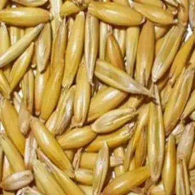 جو دامی|لوازم جانبی حیوانات|دهگلان, |دیوار