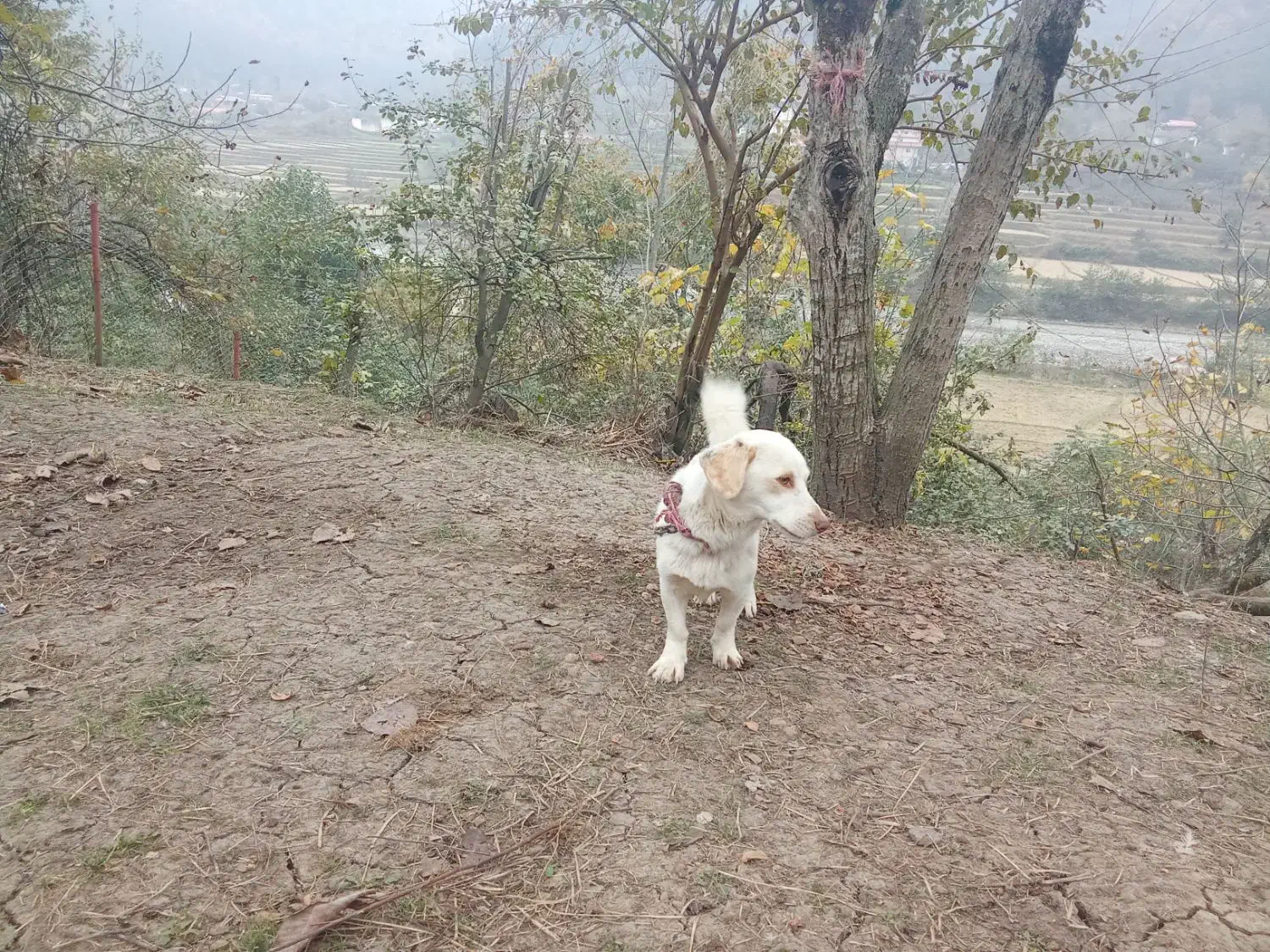 سگ پا کوتاه|سگ|تالش, هشتپر|دیوار