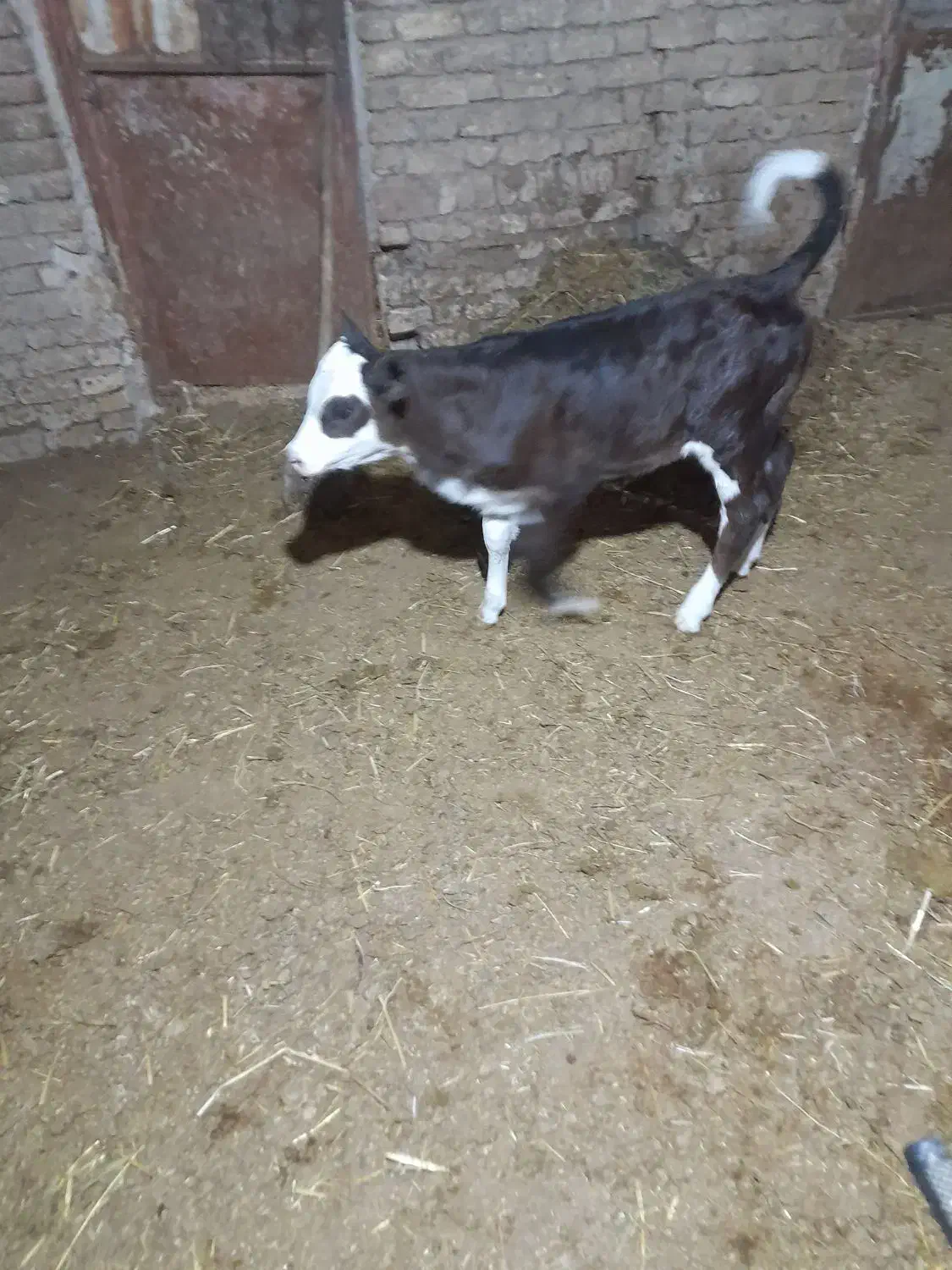 گوساله سیمیتال|حیوانات مزرعه|آشخانه, |دیوار