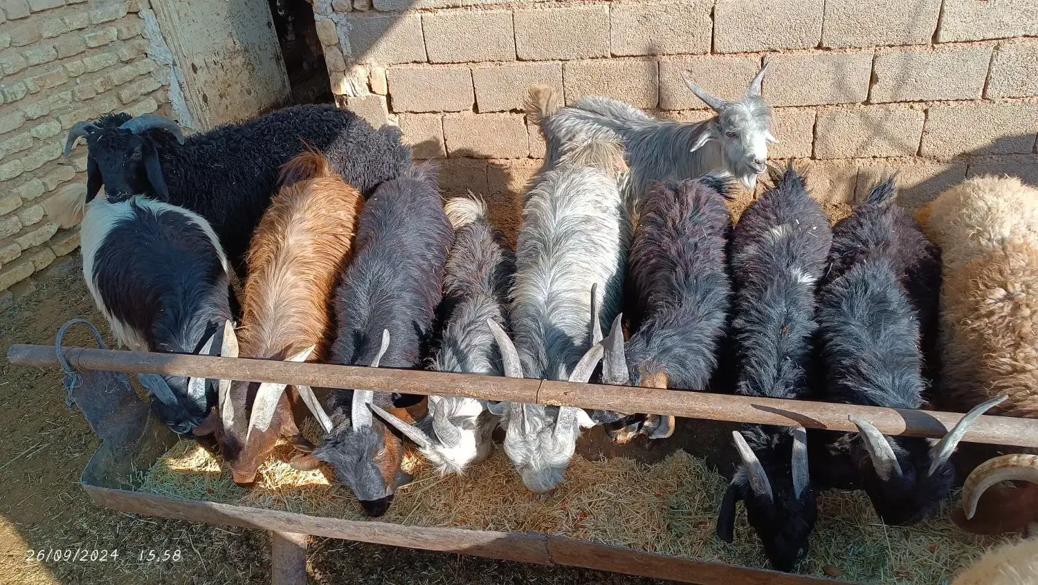 فروش کهره چاق تخت|حیوانات مزرعه|باغ صفا, |دیوار