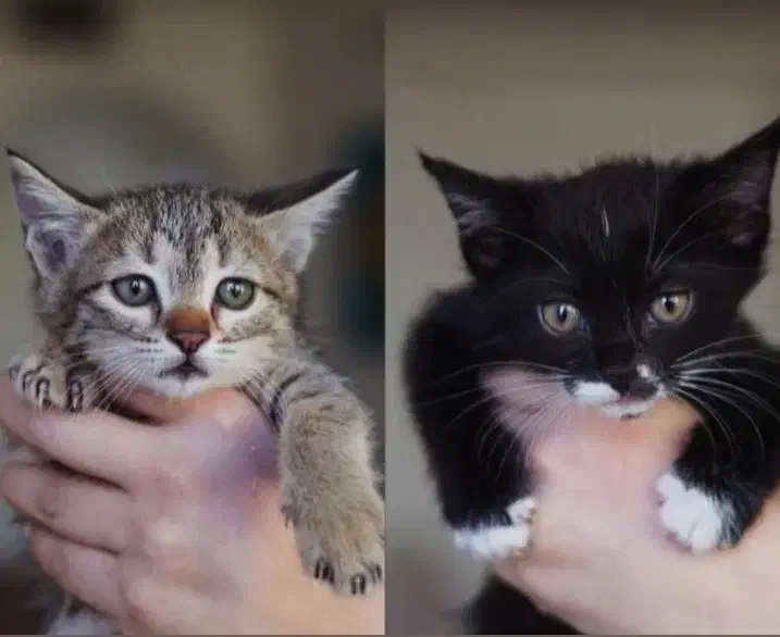 سرپرستی دوتا بچه گربه ( نر وماده )|گربه|قوچان, |دیوار