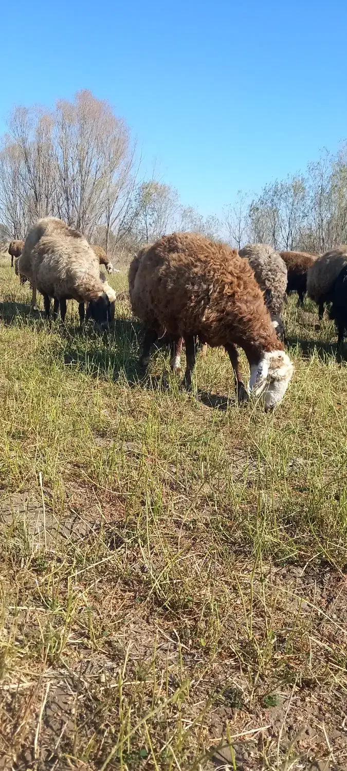 چهل راس گوسفند آبستن وبره دار جوان بالای ۸۰گیلو|حیوانات مزرعه|اردبیل, |دیوار