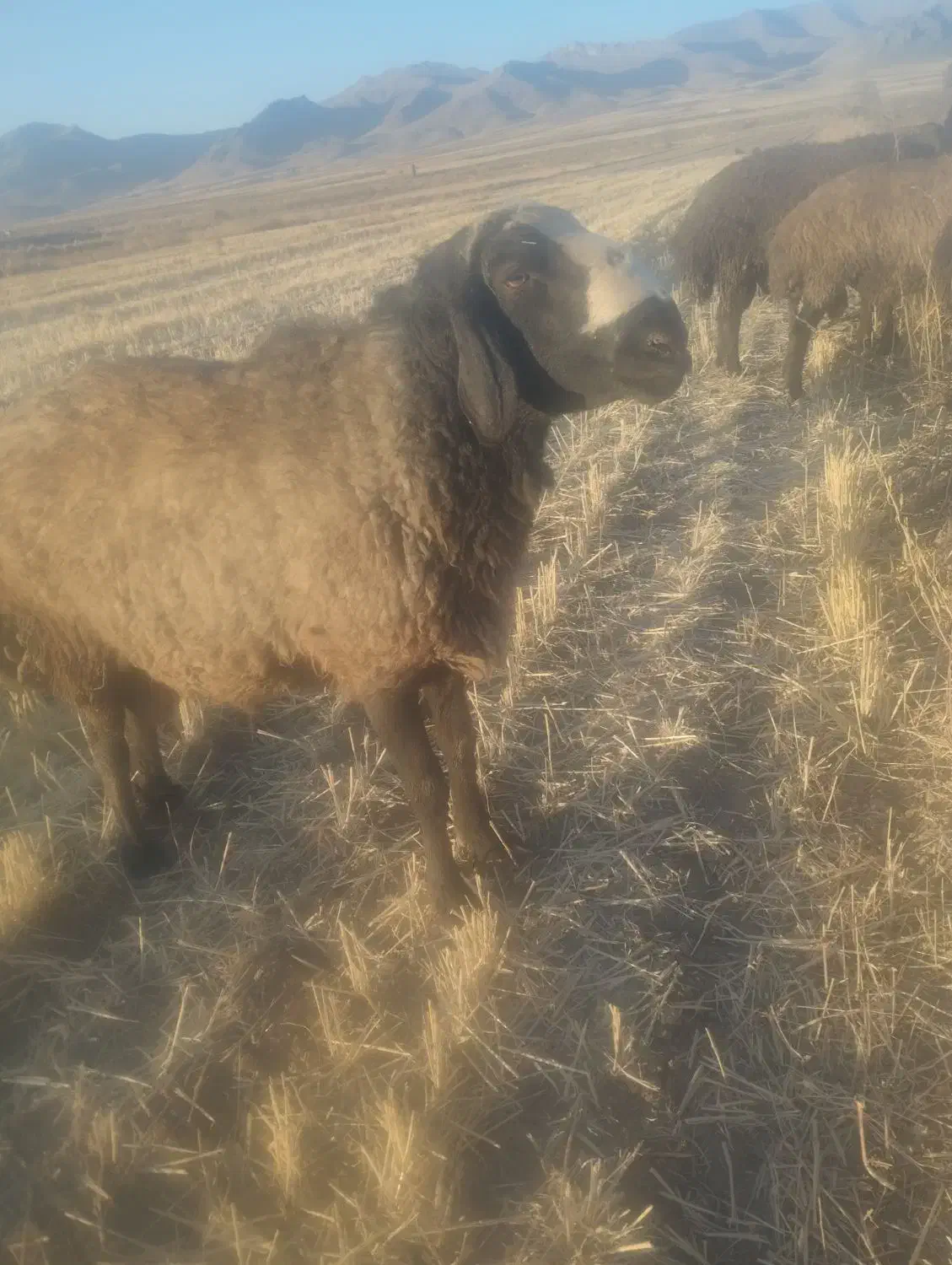 قوچ|حیوانات مزرعه|آوج, |دیوار