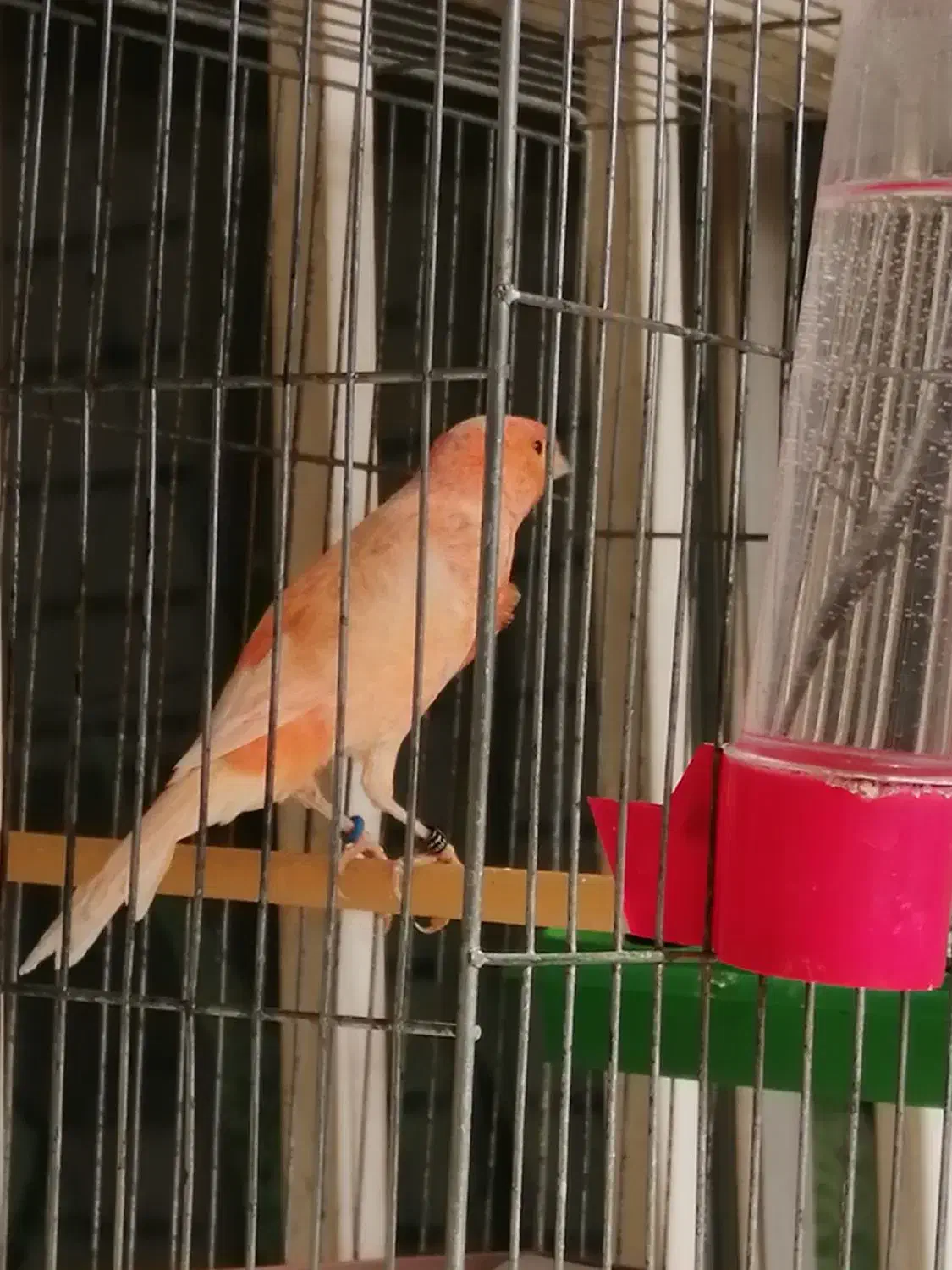 قناری|پرنده|دزفول, |دیوار