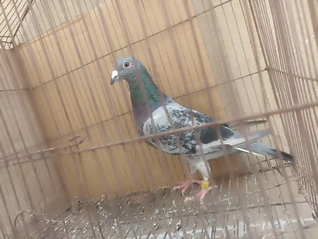 کبوتر|پرنده|بندر گناوه, |دیوار