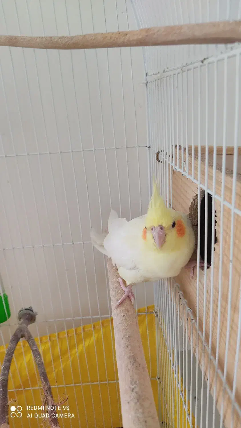 دو عدد پرنده عروس هلندی|پرنده|رشت, کوی مهر|دیوار