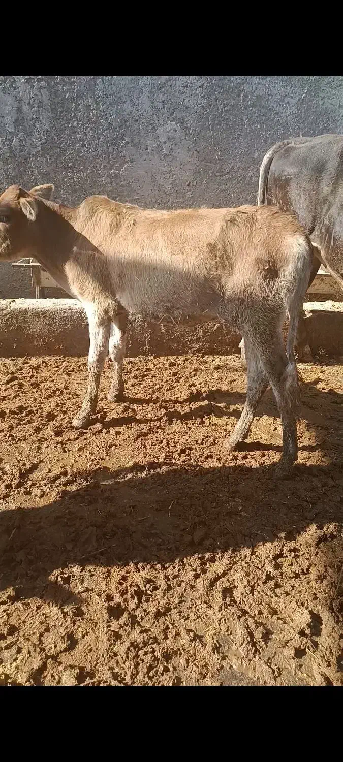 گاو گوساله گوسفند بز بره گاومیش درشادگان|حیوانات مزرعه|شادگان, |دیوار