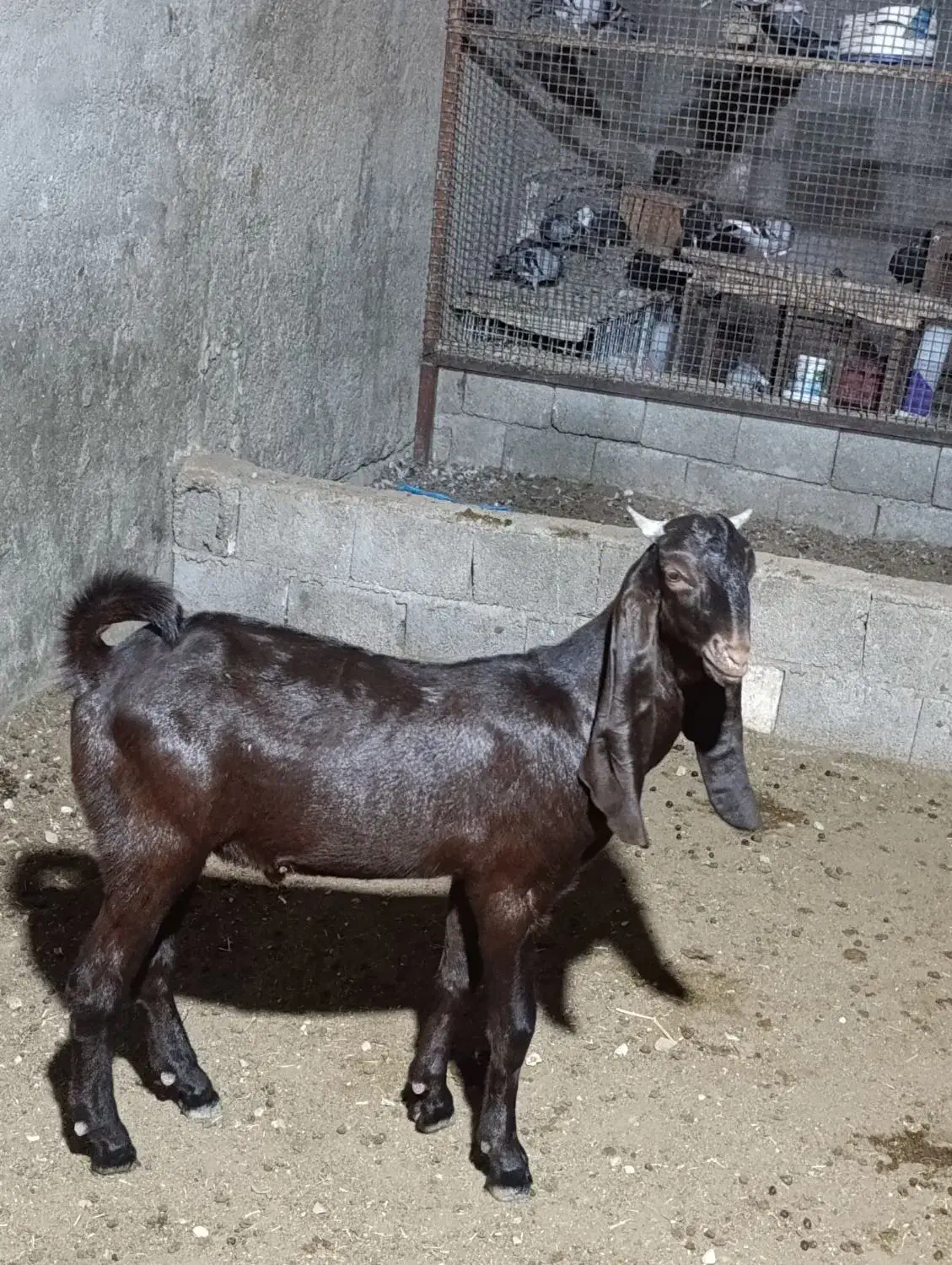 کهره نر و ماده|حیوانات مزرعه|چغادک, |دیوار