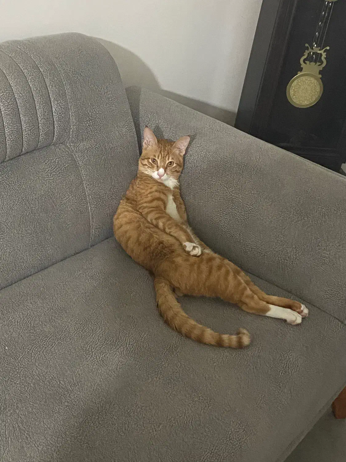 گربه نر|گربه|بندرعباس, |دیوار