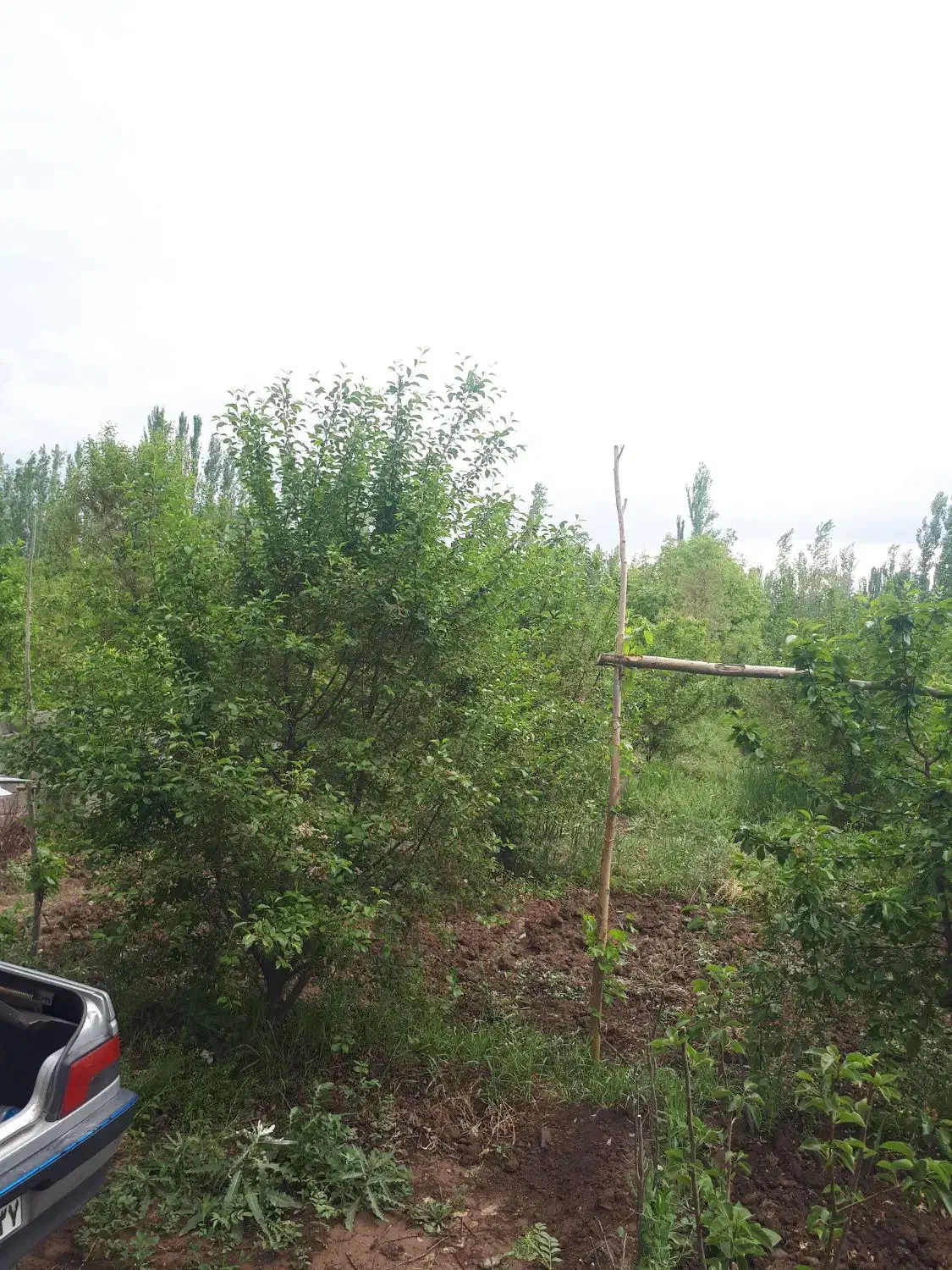 باغ و زمین زراعی در منطقه جاده قطور  خوی|فروش زمین و ملک کلنگی|خوی, |دیوار