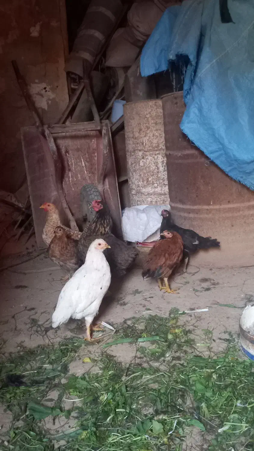 جوجه ۵ماهه و یک عدد مرغ|حیوانات مزرعه|شباب, |دیوار