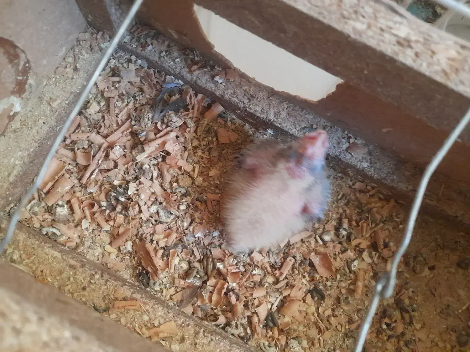 ۲عدد عروس هلندی|پرنده|بومهن, |دیوار