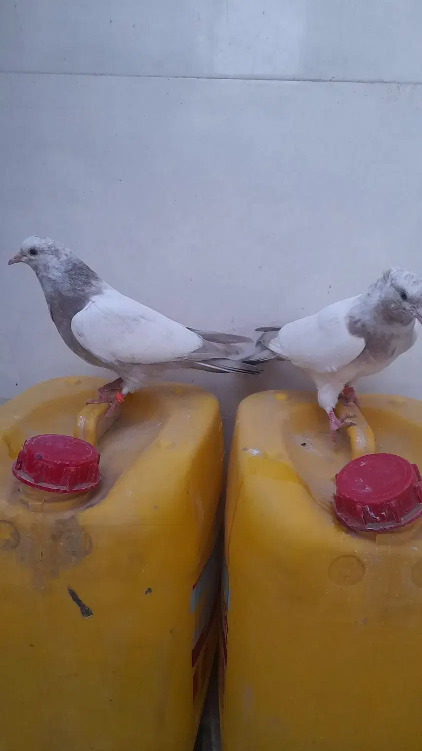 جوجه کفتر پرشی دو جفت|پرنده|اسلامشهر, شهرک امام حسین (میان آباد)|دیوار