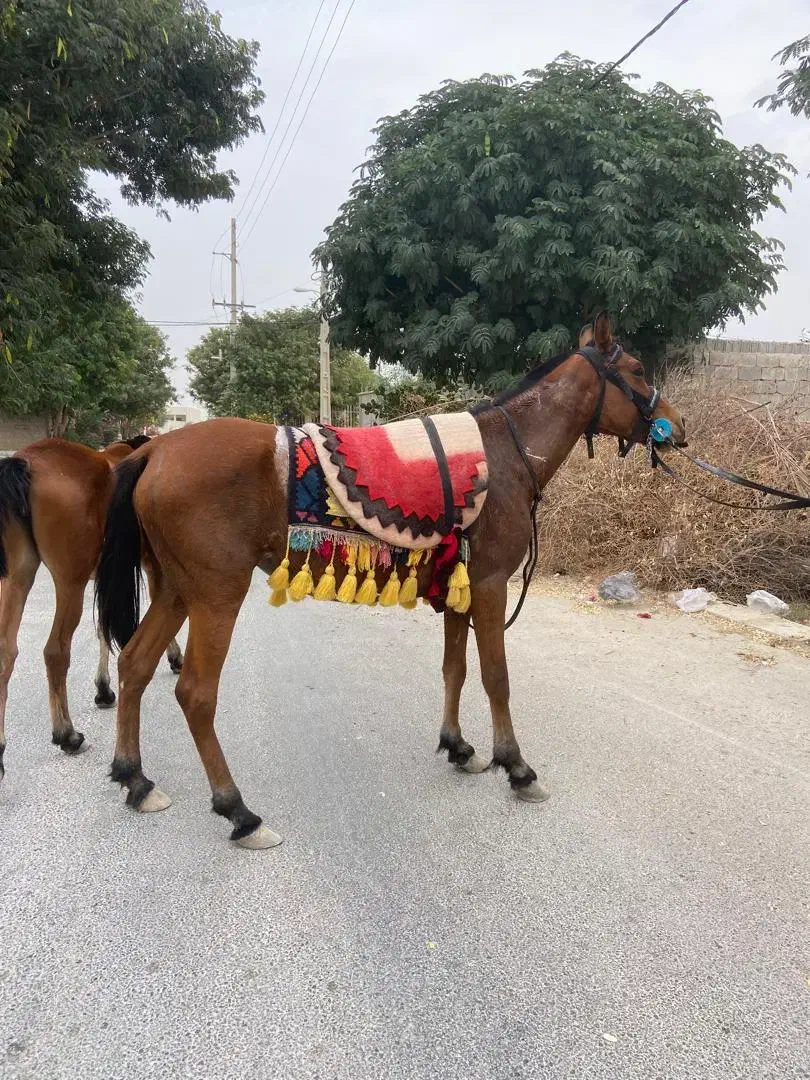 اسب مادیون عرب|اسب و تجهیزات اسبسواری|بوشهر, |دیوار