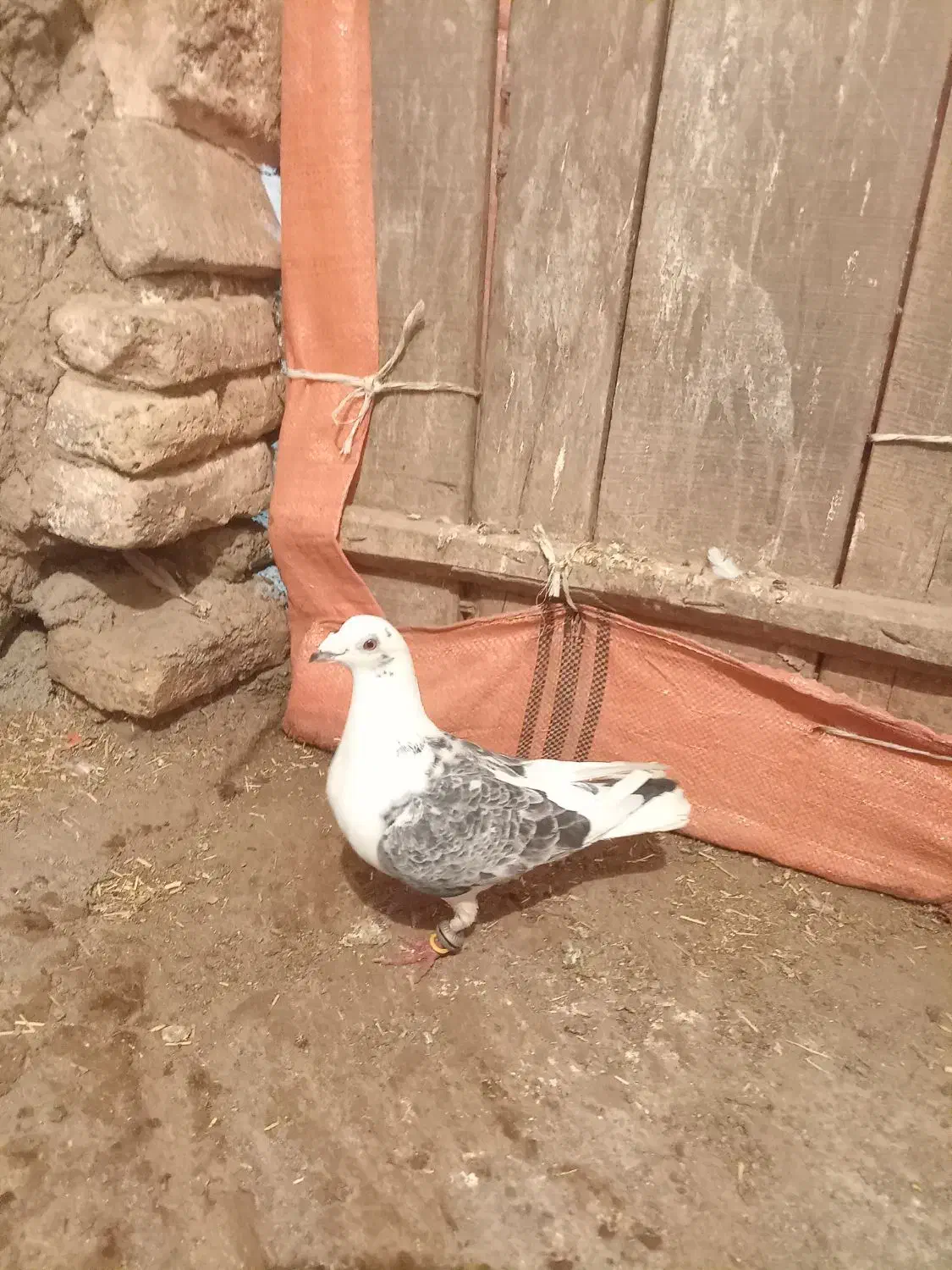 کفتر جفتگاه وپرش|پرنده|سبزوار, قصبه شرقی|دیوار