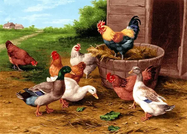 جوجه مرغ خروس اردک غاز ... به صورت سراکطی|حیوانات مزرعه|رشت, بازار|دیوار