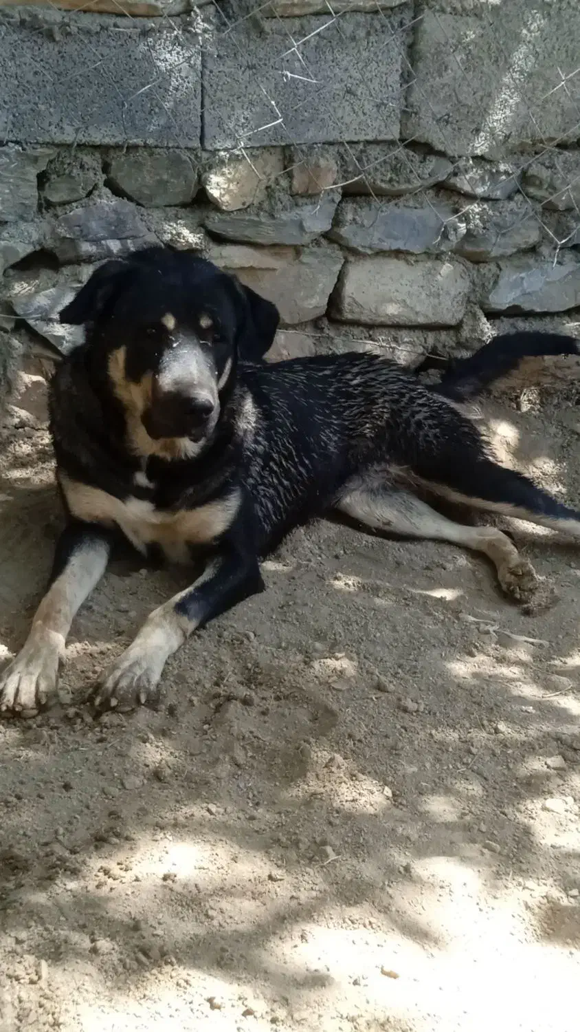 سگ گم شده|حیوانات|سنندج, |دیوار