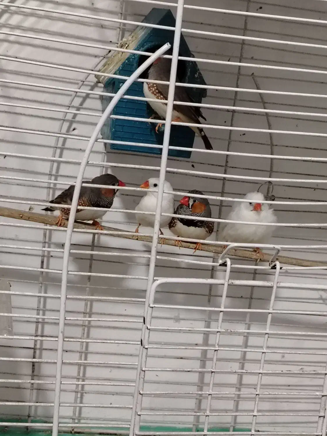 حراج مرغ عشق و فنچ|پرنده|قائمشهر, |دیوار