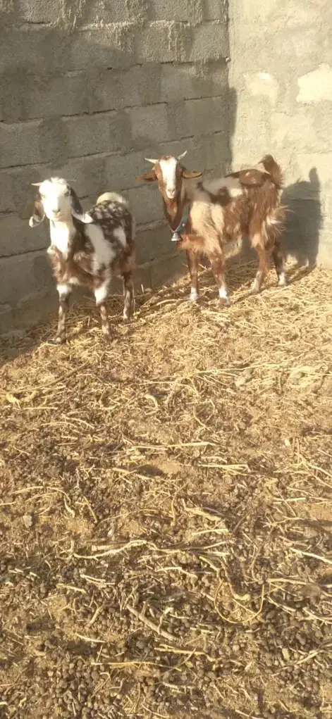 ۲رآس بزغاله پلنگی ماده خوشکل لنگ ۳قلوه|حیوانات مزرعه|فردوس (خراسان), |دیوار