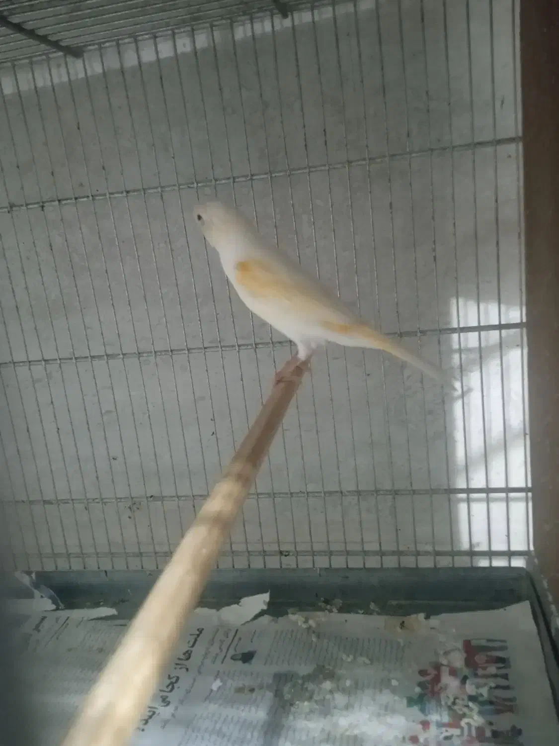 قناری ماده آماده آماده کوضه کوضه|پرنده|شیروان (خراسان), |دیوار