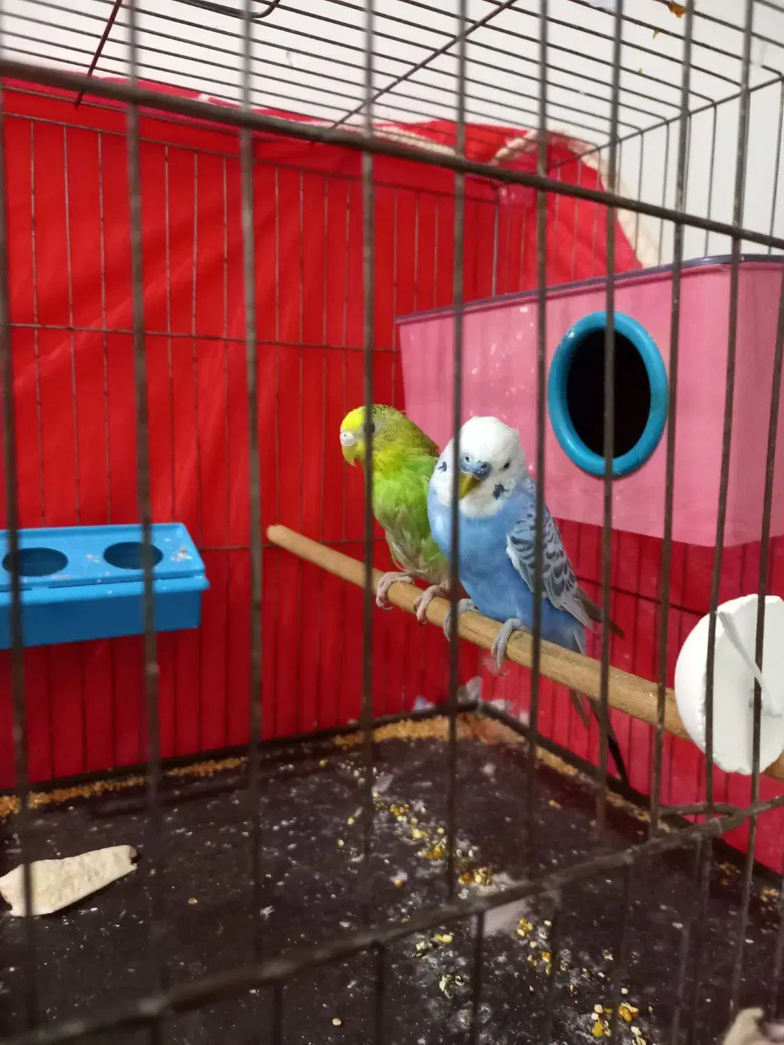 مرغ عشق نرو ماده|پرنده|گرگان, |دیوار