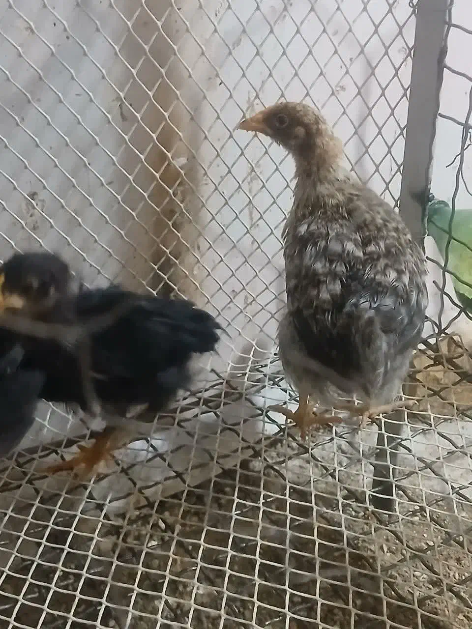 جوجه گلپایگان ۴عدد|حیوانات مزرعه|کرج, حصارک پایین|دیوار