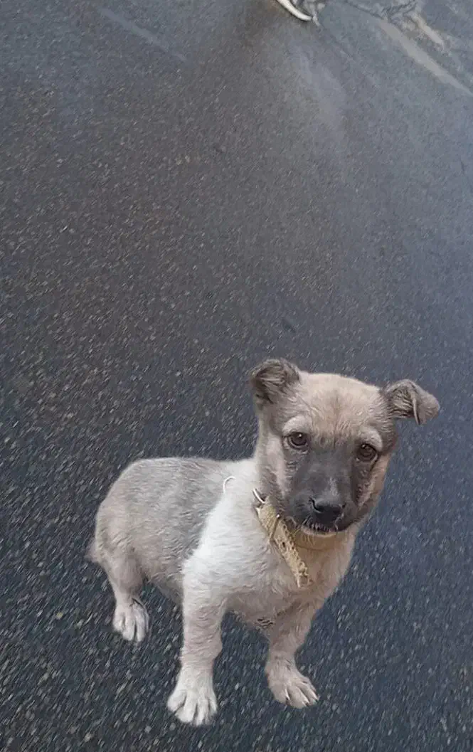 هاپو|سگ|سراب, |دیوار