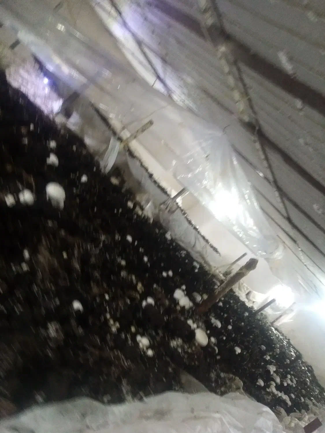 کود کمپوست برای کشاورزی هزینه نداره|خدمات باغبانی و درختکاری|سنندج, |دیوار