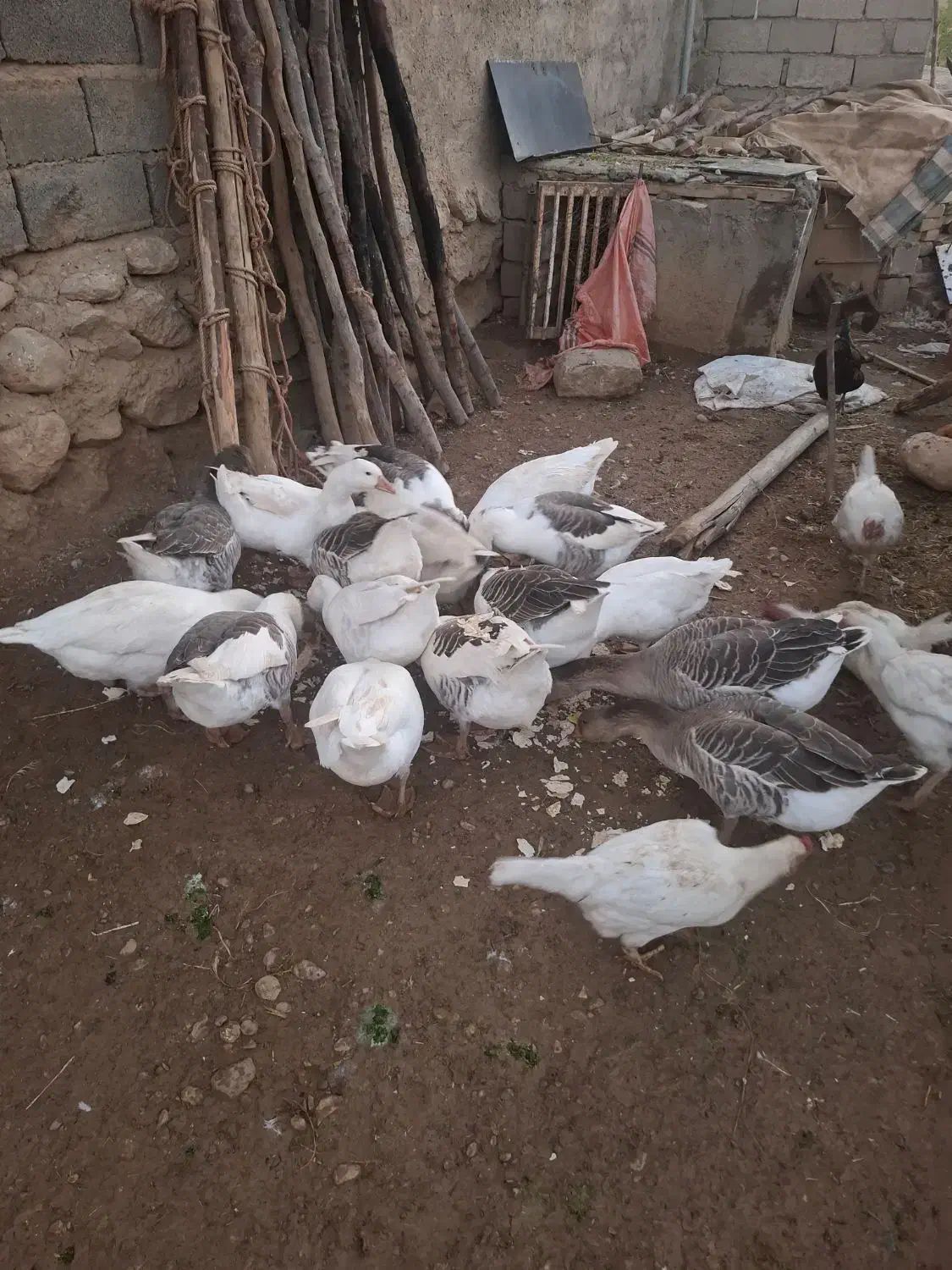 غاز سالم سرحال نرو ماده|حیوانات مزرعه|فیروزآباد (لرستان), |دیوار