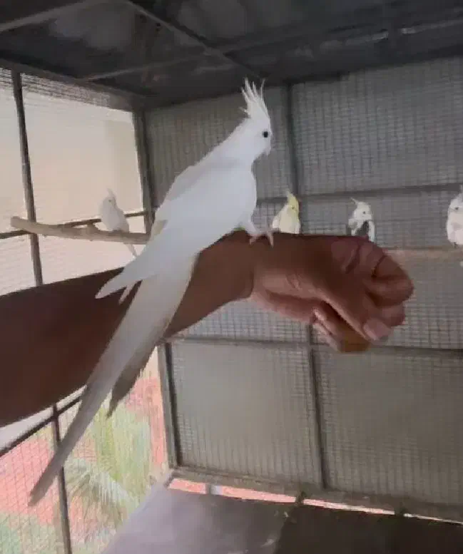 عروس هلندی دستی|پرنده|قم, نخودی|دیوار