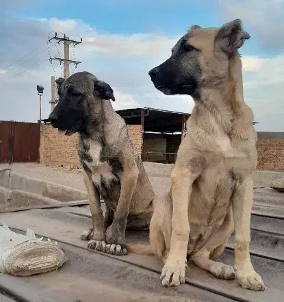 واگذاری سگ سرابی|سگ|ری, علایین|دیوار